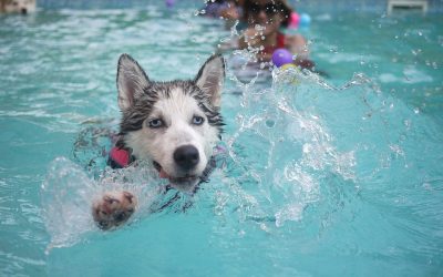 Cachorros na piscina: como você deve proceder