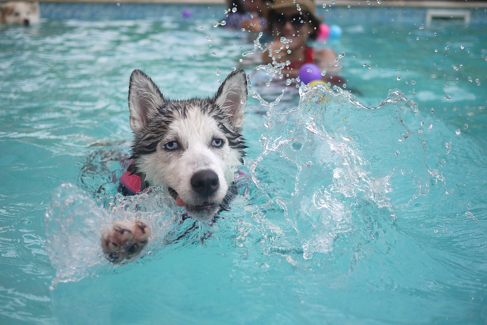 cachorros na piscina